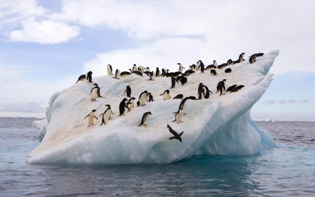 Penguenler Hakkında İlginç Bilgiler