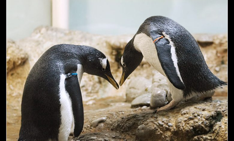 Penguenlerin Duygusal Özellikleri