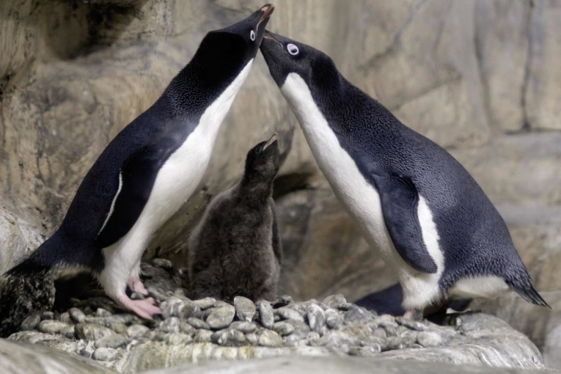 Penguenlerin Duygusal Özellikleri Nelerdir