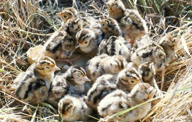 Sülün Yumurtası Kaç Günde Çıkar