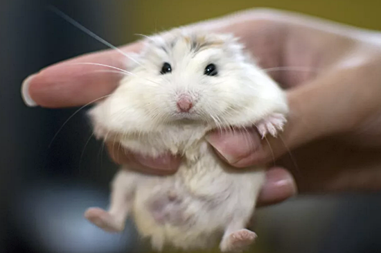 Roborovski Hamsterı Bakımı