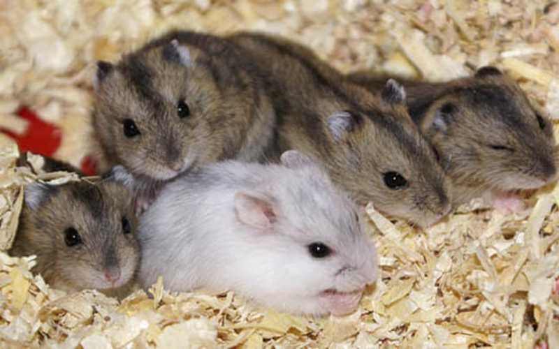 Sibirya Hamsteri Bakımı