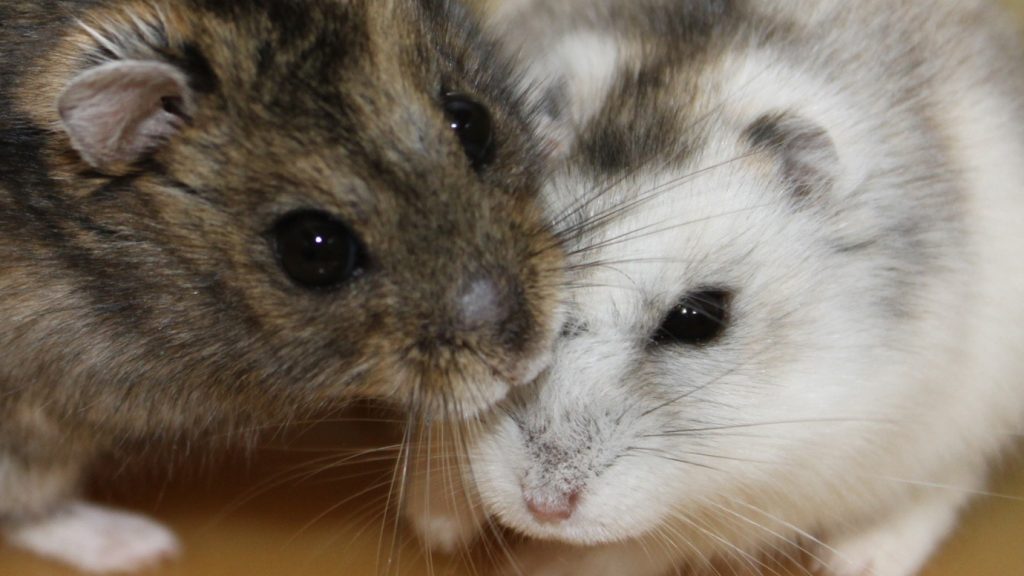 Sibirya Hamsteri Özellikleri