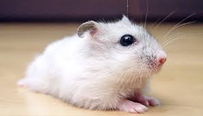 Sibirya Hamsteri